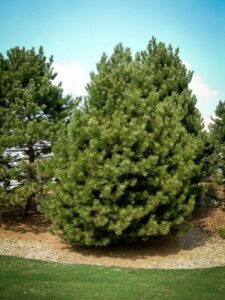 Сосна Чёрная (Pinus Nigra) купить по цене от 270.00р. в интернет-магазине «Посадика» с доставкой почтой в в Лермонтове и по всей России – [изображение №1].