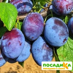 Слива Чачакская ранняя купить по цене от 229.00р. в интернет-магазине «Посадика» с доставкой почтой в в Лермонтове и по всей России – [изображение №1].