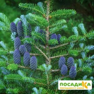 Пихта корейская (Abies koreana) купить по цене от 450.00р. в интернет-магазине «Посадика» с доставкой почтой в в Лермонтове и по всей России – [изображение №1].