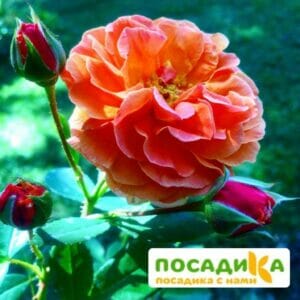 Роза Арабия купить по цене от 350.00р. в интернет-магазине «Посадика» с доставкой почтой в в Лермонтове и по всей России – [изображение №1].