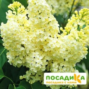 Сирень Примроуз (Primrose) купить по цене от 529.00р. в интернет-магазине «Посадика» с доставкой почтой в в Лермонтове и по всей России – [изображение №1].