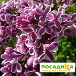 Сирень Сенсация купить по цене от 529.00р. в интернет-магазине «Посадика» с доставкой почтой в в Лермонтове и по всей России – [изображение №1].