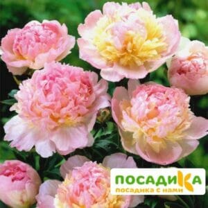 Пион Распберри Сандей (Paeonia Raspberry Sundae) купить по цене от 959р. в интернет-магазине «Посадика» с доставкой почтой в в Лермонтове и по всей России – [изображение №1].