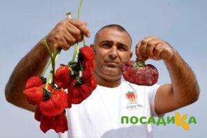 Клубника Гигант Джорнея купить по цене от 266р. в интернет-магазине «Посадика» с доставкой почтой в в Лермонтове и по всей России – [изображение №1].