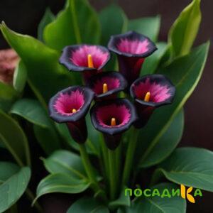 Калла Аура Лейс купить по цене от 400р. в интернет-магазине «Посадика» с доставкой почтой в в Лермонтове и по всей России – [изображение №1].