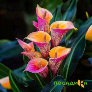 Калла Оникс купить по цене от 450р. в интернет-магазине «Посадика» с доставкой почтой в в Лермонтове и по всей России – [изображение №1].