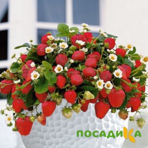 Клубника Рубиновый Шепот (горшечная) купить по цене от 240р. в интернет-магазине «Посадика» с доставкой почтой в в Лермонтове и по всей России – [изображение №1].