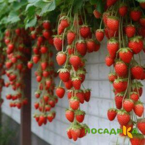 Клубника вьющаяся Комплимент купить по цене от 470р. в интернет-магазине «Посадика» с доставкой почтой в в Лермонтове и по всей России – [изображение №1].