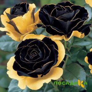 Роза Ханни Сикл купить по цене от 700р. в интернет-магазине «Посадика» с доставкой почтой в в Лермонтове и по всей России – [изображение №1].