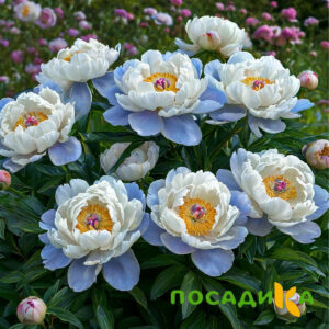 Пион акварельный Этюд купить по цене от 806р. в интернет-магазине «Посадика» с доставкой почтой в в Лермонтове и по всей России – [изображение №1].