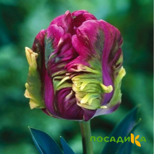 Тюльпан Экзотик Хэвен купить по цене от 186р. в интернет-магазине «Посадика» с доставкой почтой в в Лермонтове и по всей России – [изображение №1].