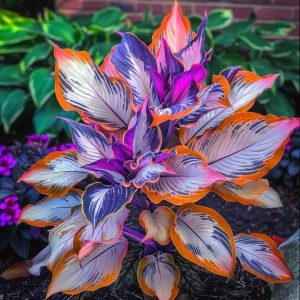 Хоста Эмеральд Тиара купить по цене от 602р. в интернет-магазине «Посадика» с доставкой почтой в в Лермонтове и по всей России – [изображение №1].