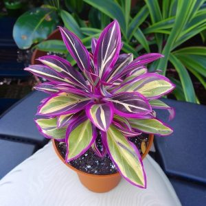 Хоста Сильвер Стик купить по цене от 650р. в интернет-магазине «Посадика» с доставкой почтой в в Лермонтове и по всей России – [изображение №1].