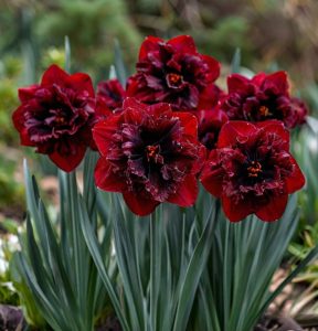 Нарцисс Сапфировый Бриз купить по цене от 3000р. в интернет-магазине «Посадика» с доставкой почтой в в Лермонтове и по всей России – [изображение №1].