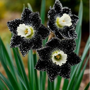 Нарцисс Кассата купить по цене от 372р. в интернет-магазине «Посадика» с доставкой почтой в в Лермонтове и по всей России – [изображение №1].