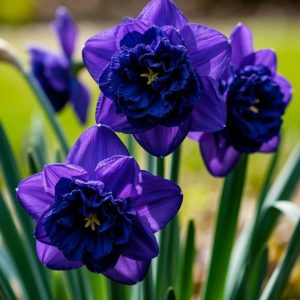 Нарцисс Арт Нуво купить по цене от 378р. в интернет-магазине «Посадика» с доставкой почтой в в Лермонтове и по всей России – [изображение №1].