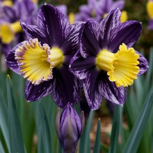 Нарцисс Акропоис купить по цене от 382р. в интернет-магазине «Посадика» с доставкой почтой в в Лермонтове и по всей России – [изображение №1].