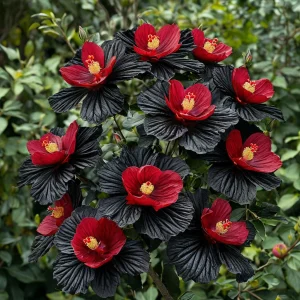 Гибискус Ройял Афеа купить по цене от 460р. в интернет-магазине «Посадика» с доставкой почтой в в Лермонтове и по всей России – [изображение №1].