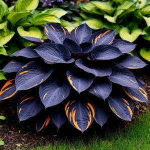 Хоста Умбра купить по цене от 349р. в интернет-магазине «Посадика» с доставкой почтой в в Лермонтове и по всей России – [изображение №1].