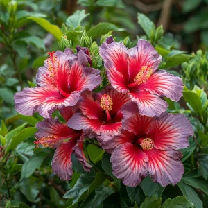 Гибискус Кримсон Флейм купить по цене от 479р. в интернет-магазине «Посадика» с доставкой почтой в в Лермонтове и по всей России – [изображение №1].