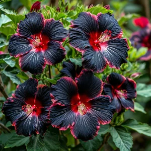 Гибискус садовый Файер Дэнсер купить по цене от 450р. в интернет-магазине «Посадика» с доставкой почтой в в Лермонтове и по всей России – [изображение №1].