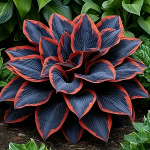 Хоста Солнечный Агат купить по цене от 440р. в интернет-магазине «Посадика» с доставкой почтой в в Лермонтове и по всей России – [изображение №1].