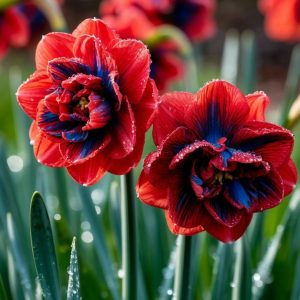 Нарцисс Эрличе купить по цене от 386р. в интернет-магазине «Посадика» с доставкой почтой в в Лермонтове и по всей России – [изображение №1].