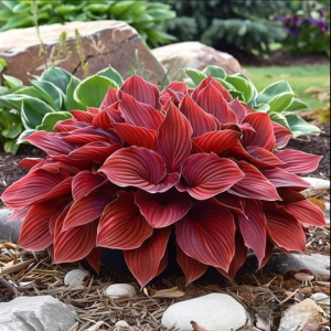 Хоста Малыш Шедевр купить по цене от 421р. в интернет-магазине «Посадика» с доставкой почтой в в Лермонтове и по всей России – [изображение №1].