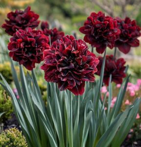 Нарцисс Малиновая Вуаль купить по цене от 3000р. в интернет-магазине «Посадика» с доставкой почтой в в Лермонтове и по всей России – [изображение №1].