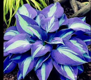 Хоста Аурелия купить по цене от 450р. в интернет-магазине «Посадика» с доставкой почтой в в Лермонтове и по всей России – [изображение №1].